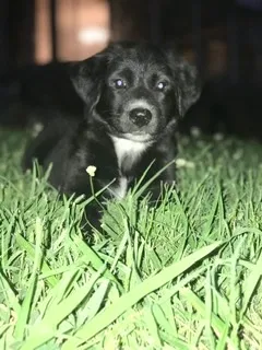 Lost dog in Dalton, GA, 30720