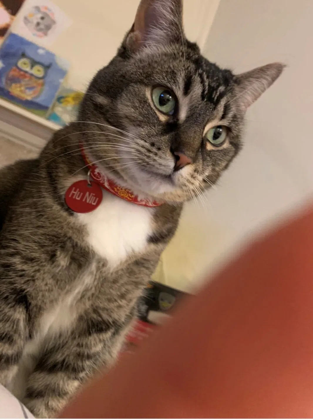 Lost cat in Auburn Hills, MI, 48326