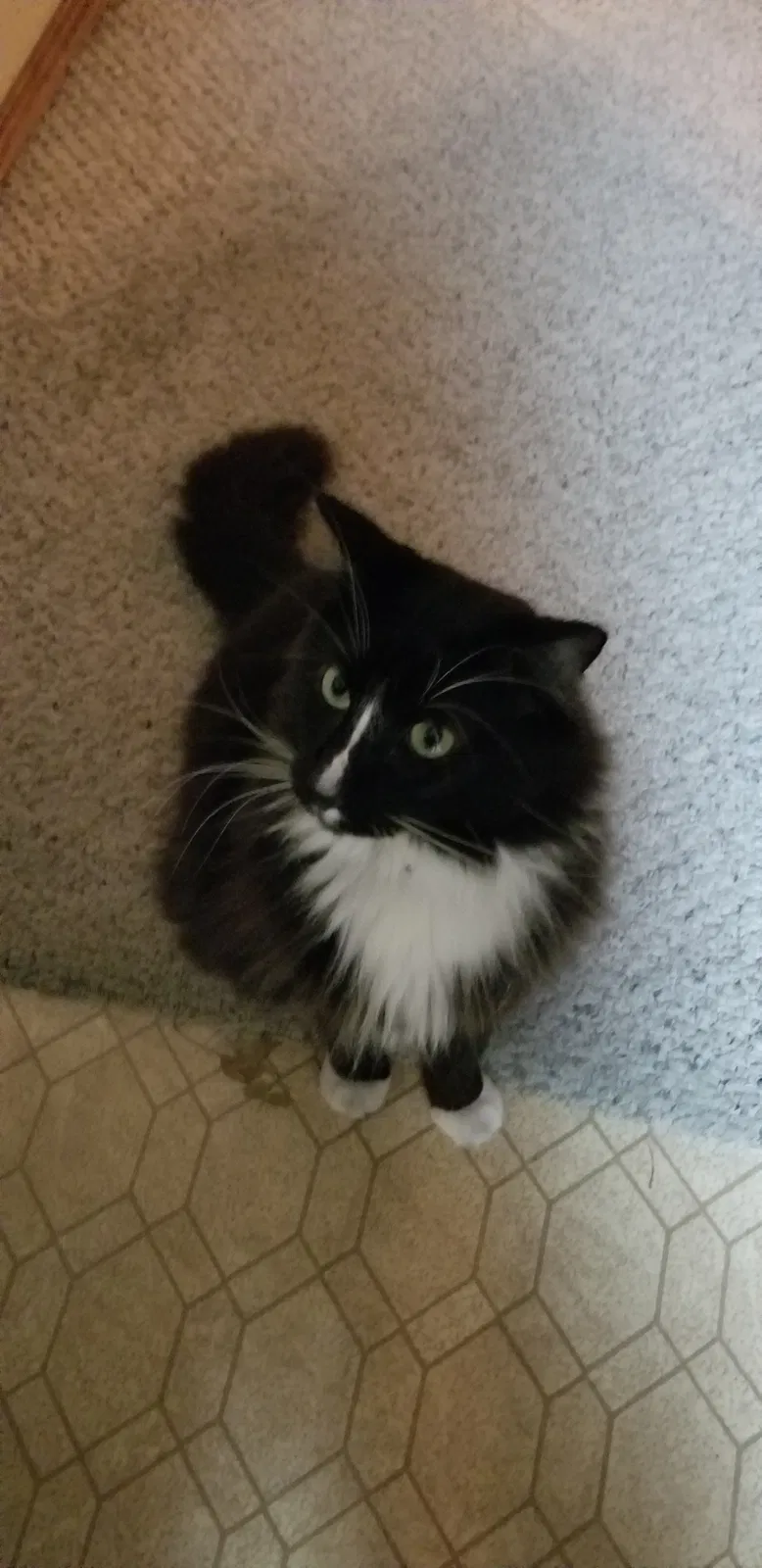 Lost cat in Tulsa, OK, 74133