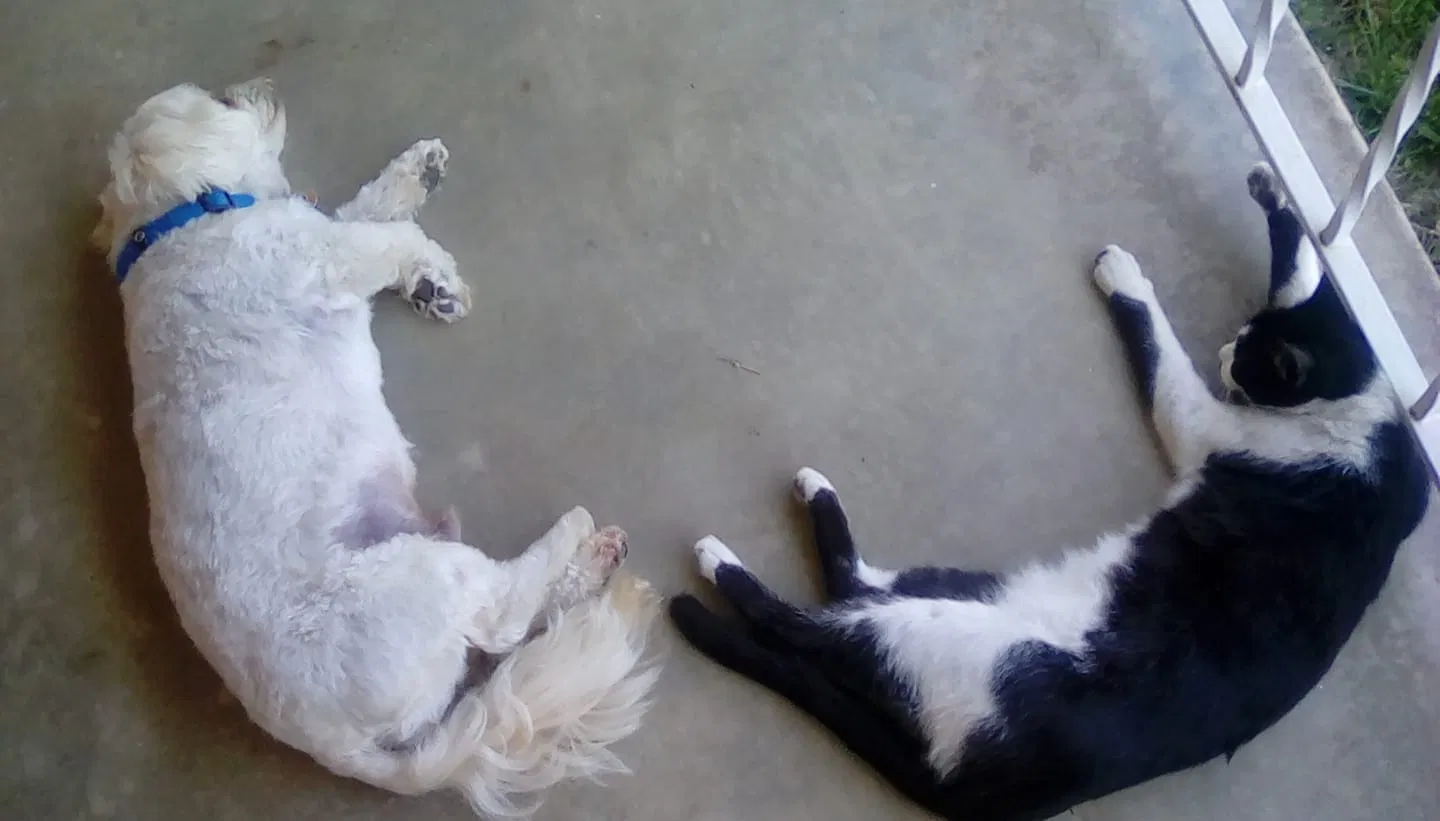 Lost cat in Camarillo, CA, 93010