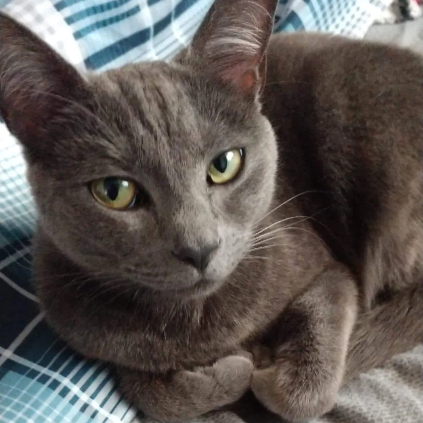 Lost cat in Virginia Beach, VA, 23452