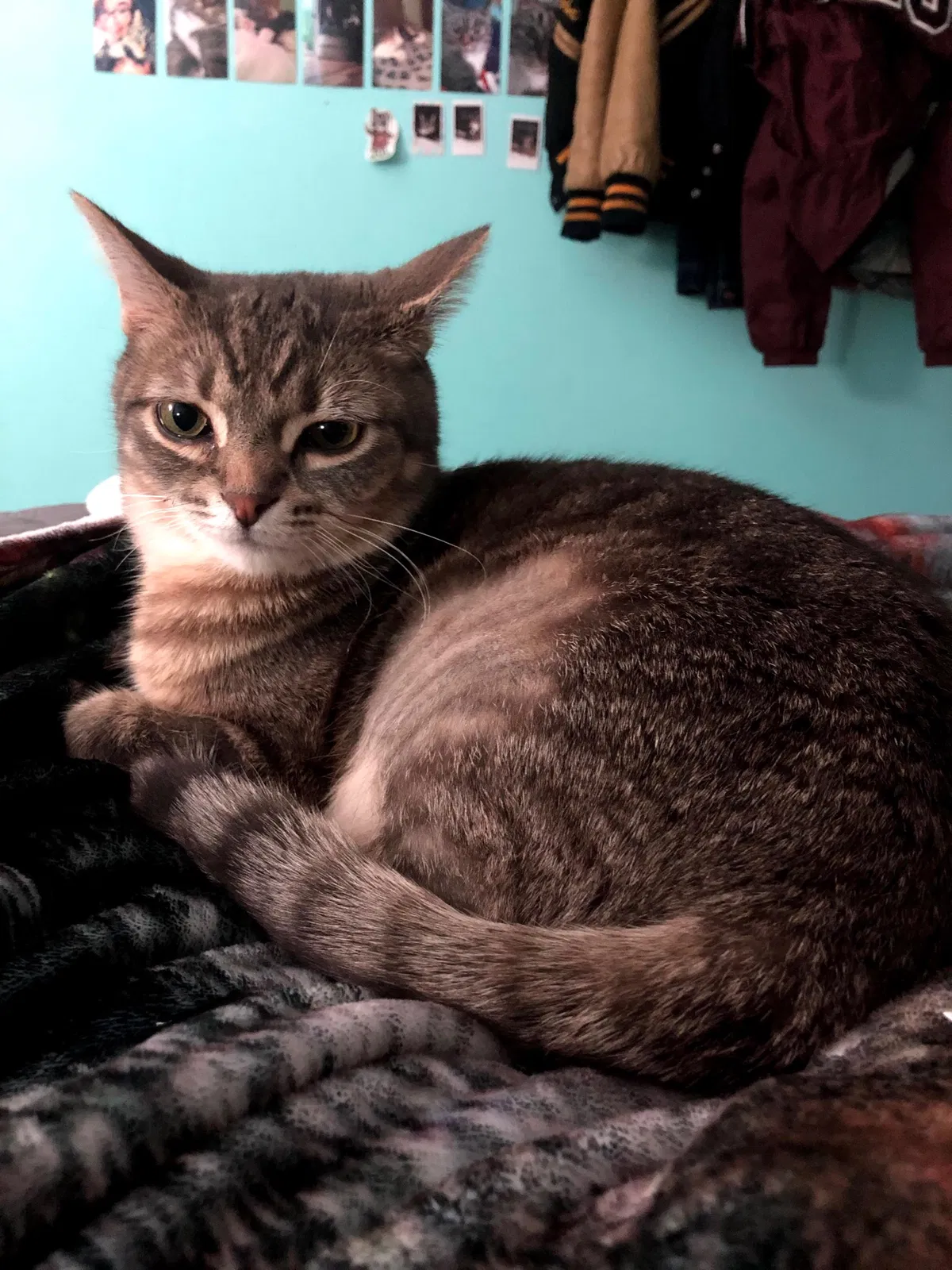 Lost cat in Shepherd, MI, 48883
