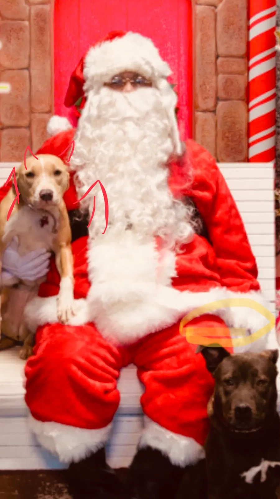 Lost dog in Midland, TX, 79703