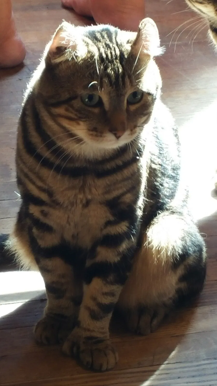 Lost cat in Chesapeake, VA, 23324