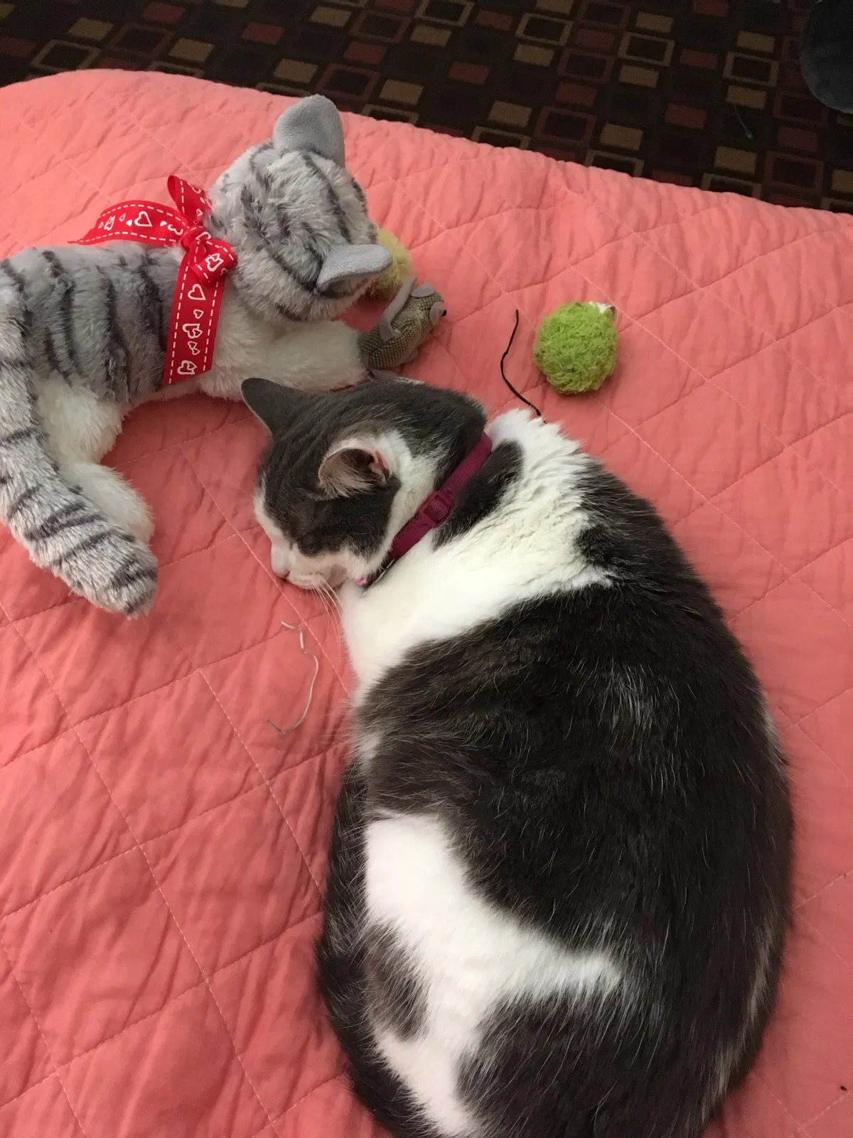Lost cat in Woodland Hills, CA, 91364