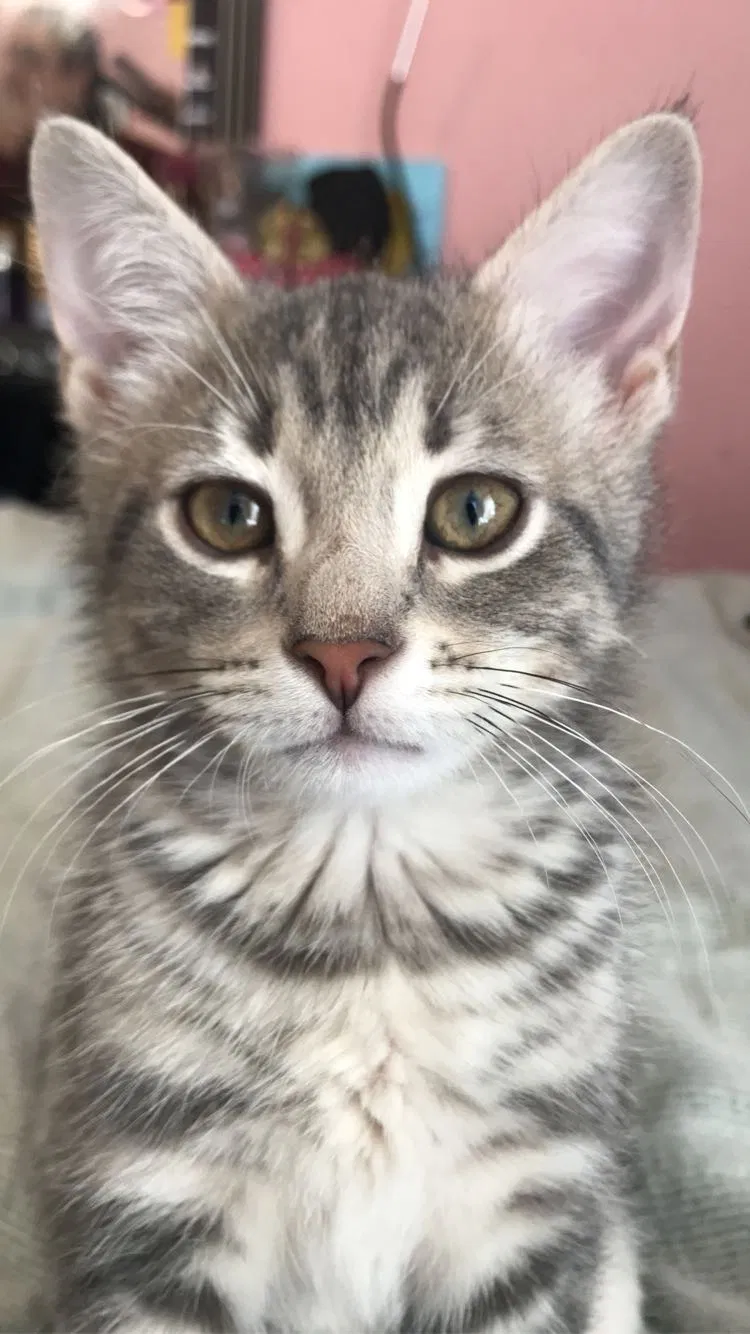 Lost cat in Bronx, NY, 10469