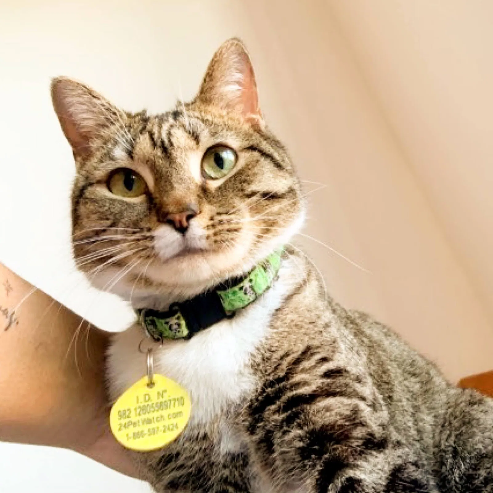 Lost cat in Miami, FL, 33127