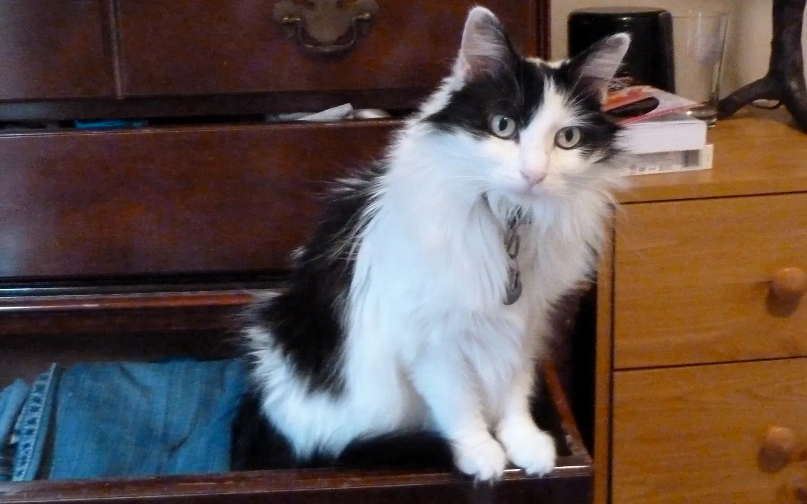 Lost cat in Saint Paul, MN, 55126