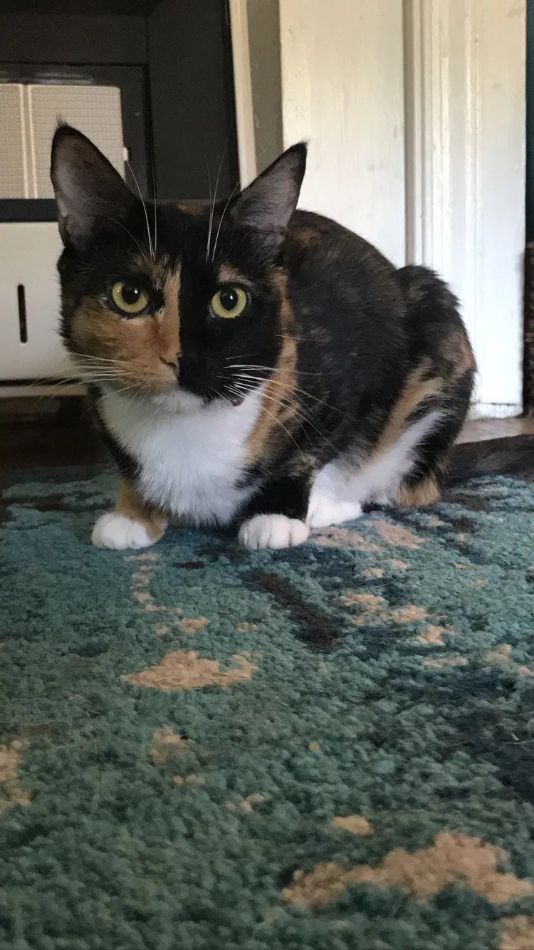 Lost cat in Tulsa, OK, 74112