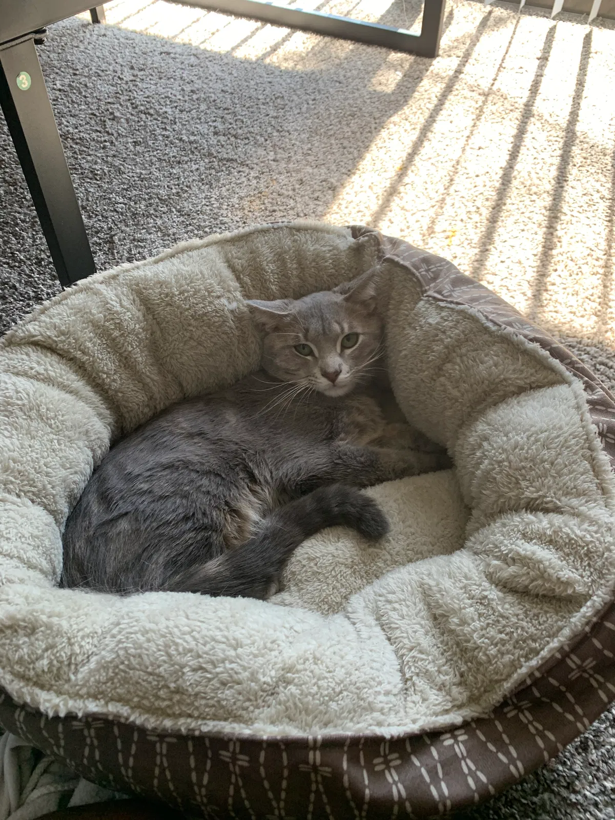 Lost cat in Westerville, OH, 43081