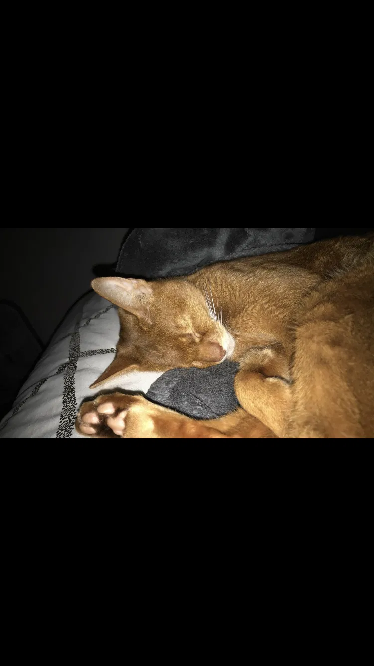 Lost cat in Gresham, OR, 97080