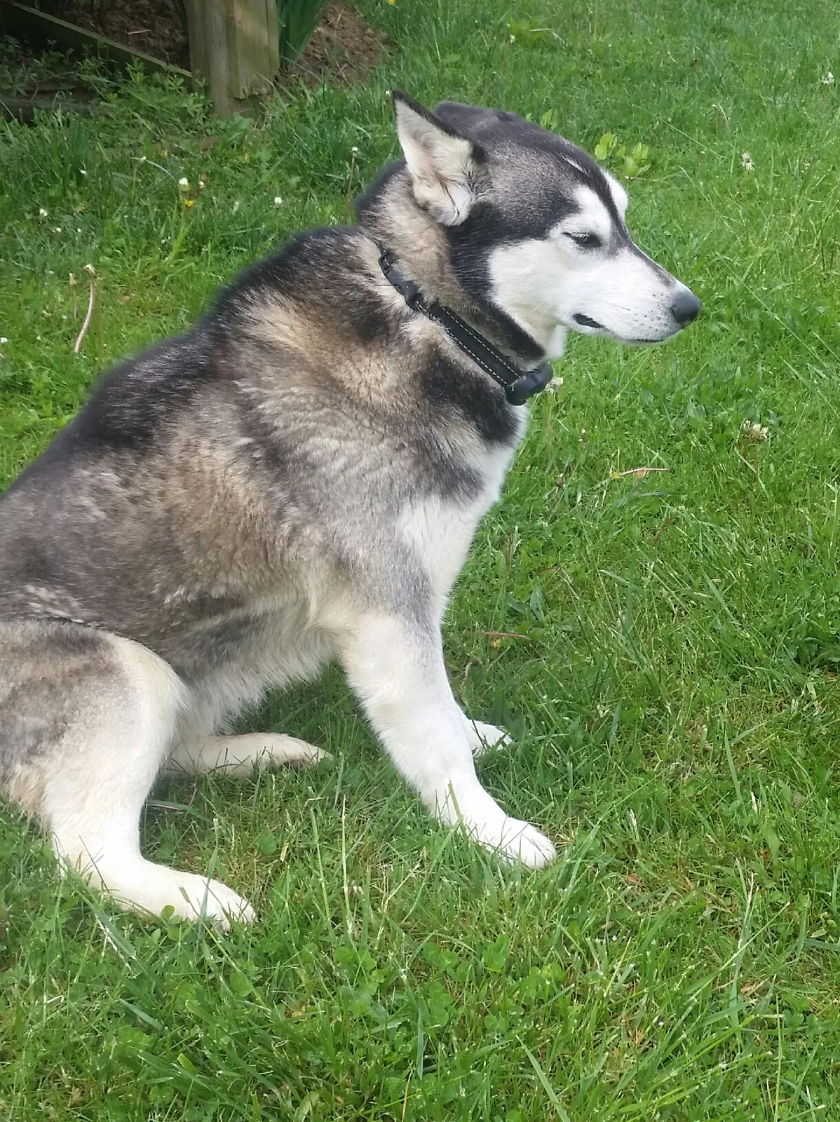 Lost dog in Howard, OH, 43028