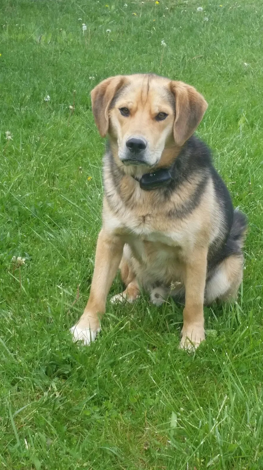 Lost dog in Howard, OH, 43028