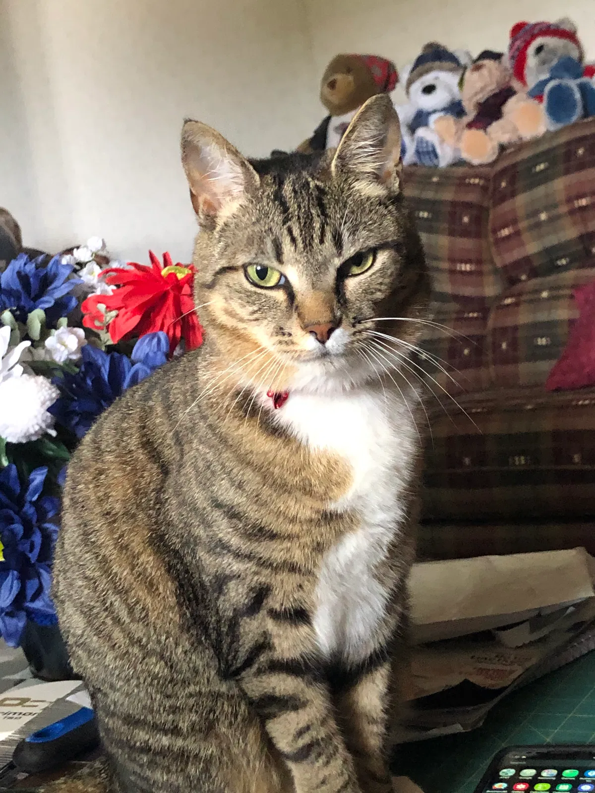 Lost cat in Wilson, NC, 27893