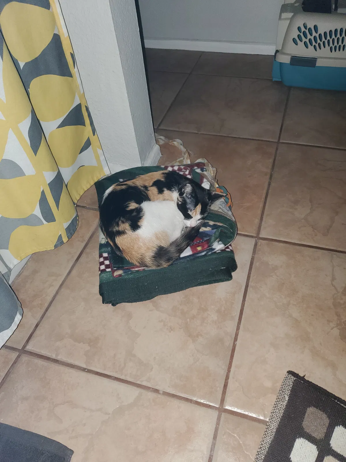 Found cat in Mesa, AZ, 85201