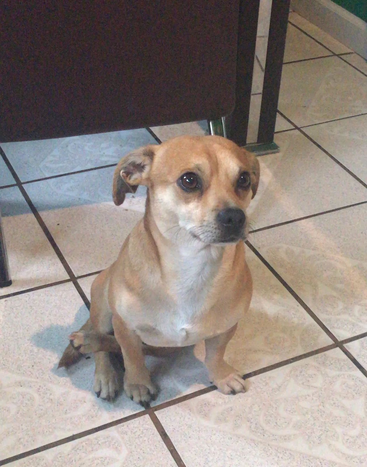 Lost dog in Oakland, CA, 94621