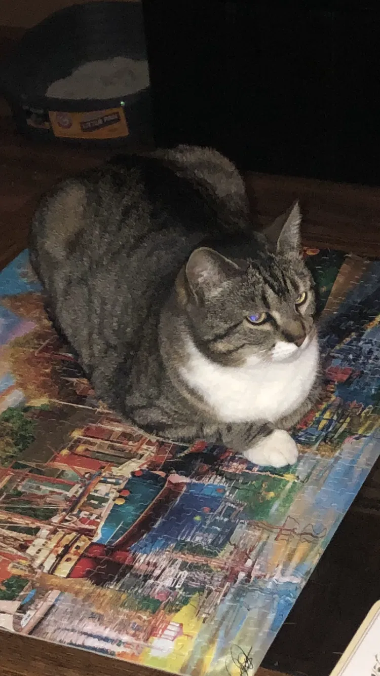 Lost cat in Medford, OR, 97504