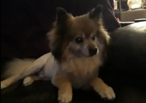 Lost dog in Lilburn, GA, 30047