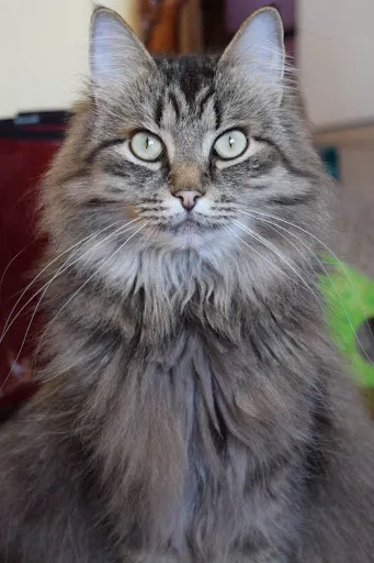 Lost cat in Atlanta, GA, 30306