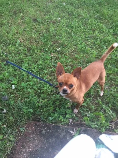 Lost dog in Woodbridge, VA, 22191
