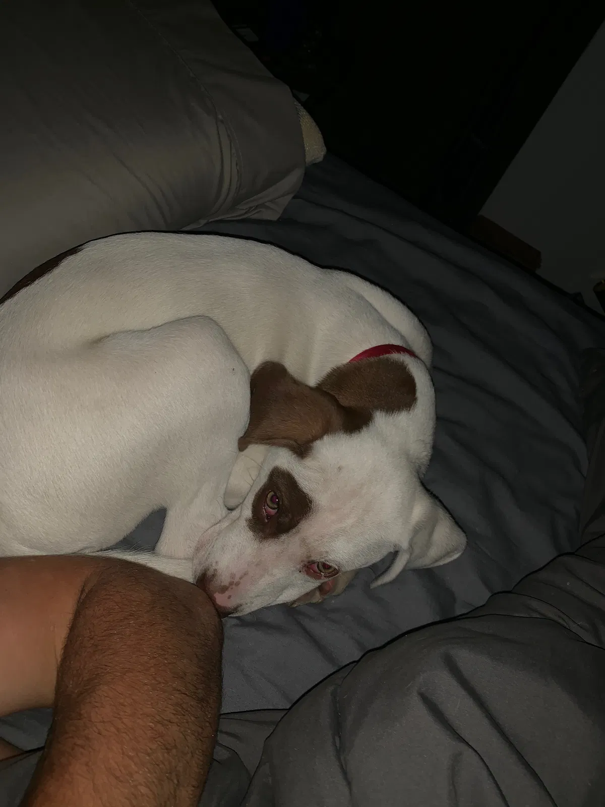 Lost dog in Chattanooga, TN, 37404