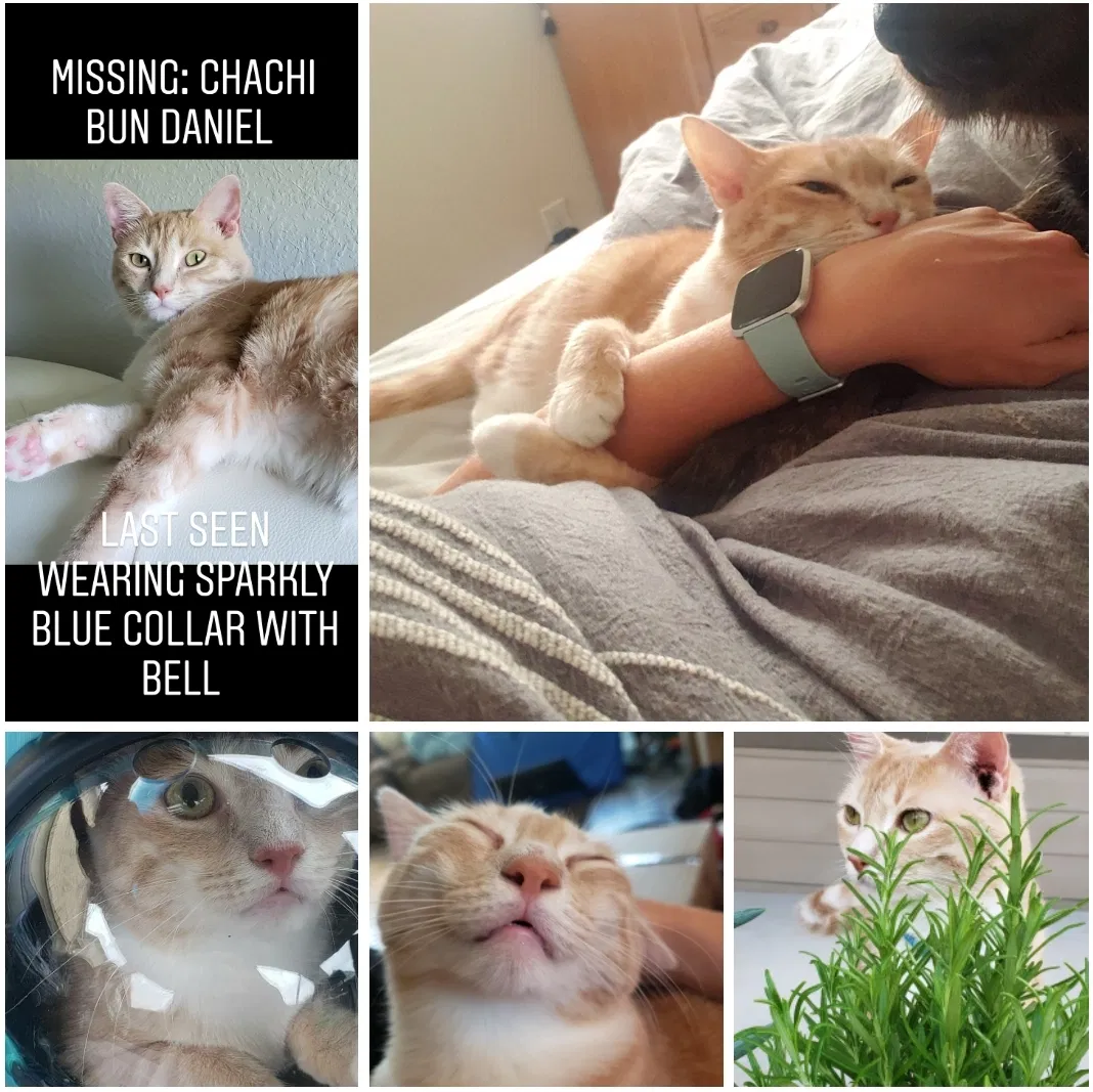 Lost cat in Katy, TX, 77494