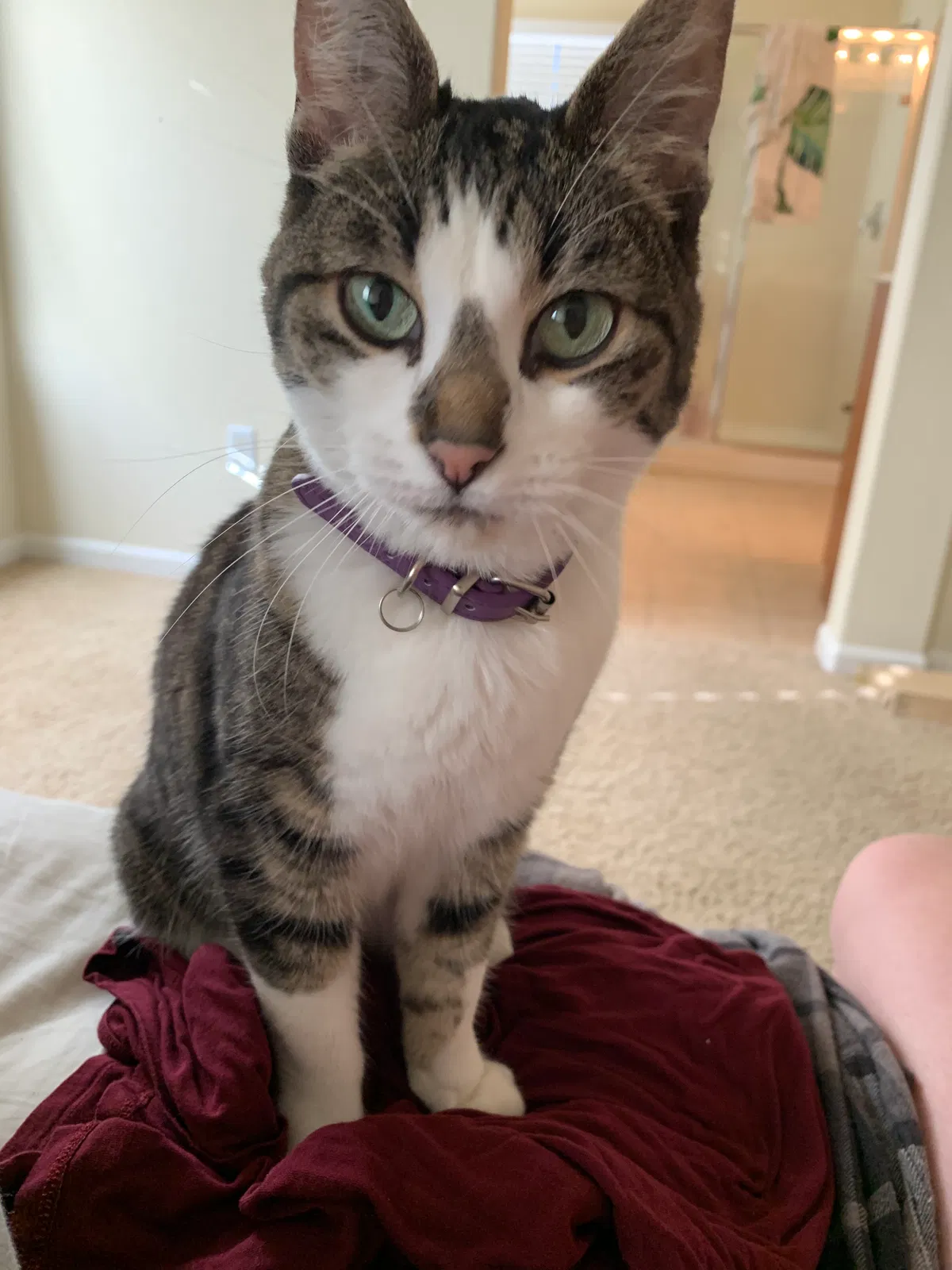 Lost cat in Lincoln, CA, 95648