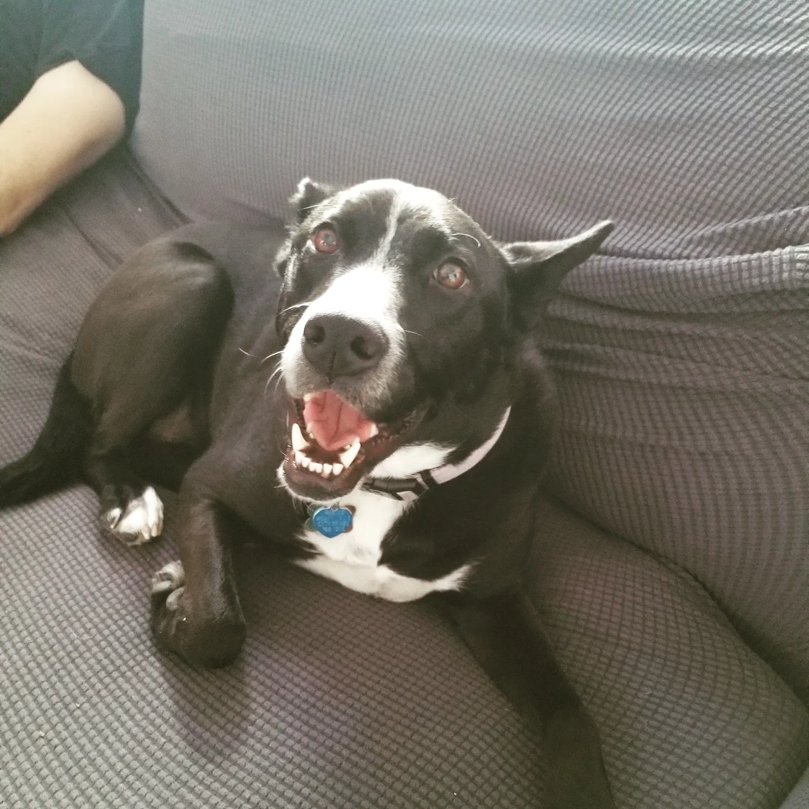 Lost dog in Albuquerque, NM, 87122