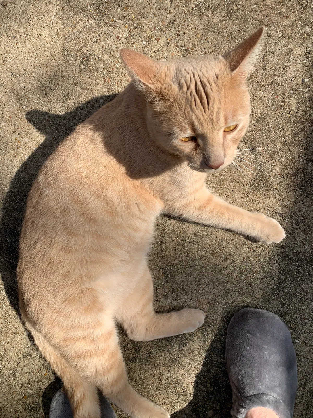 Lost cat in Waco, TX, 76711