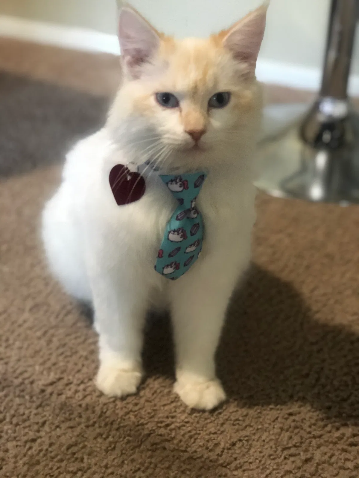 Lost cat in Euless, TX, 76039
