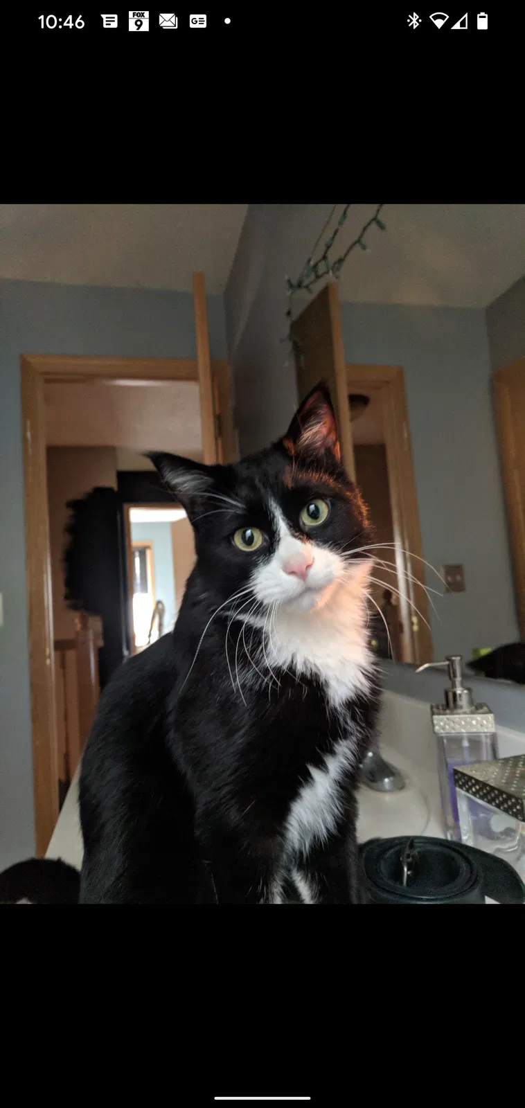 Lost cat in Saint Paul, MN, 55124