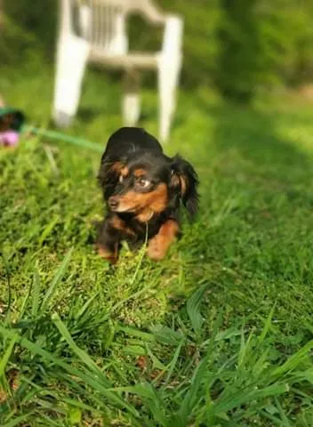Lost dog in Chattanooga, TN, 37412