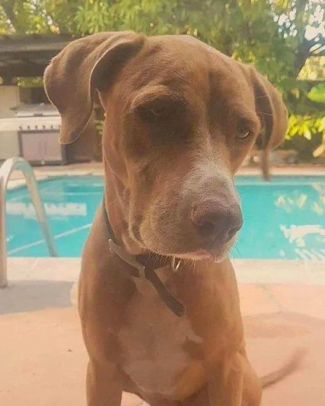 Lost dog in Miami, FL, 33183
