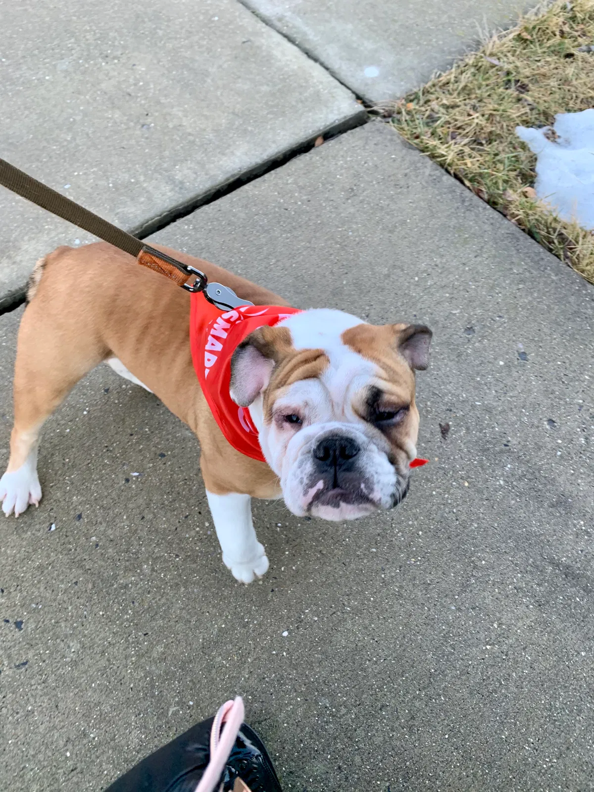 Lost dog in Lancaster, PA, 17603