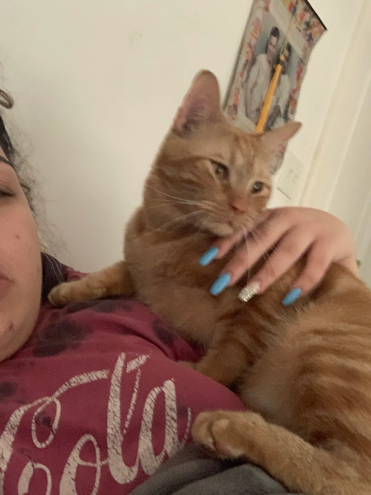 Lost cat in Cape Coral, FL, 33993