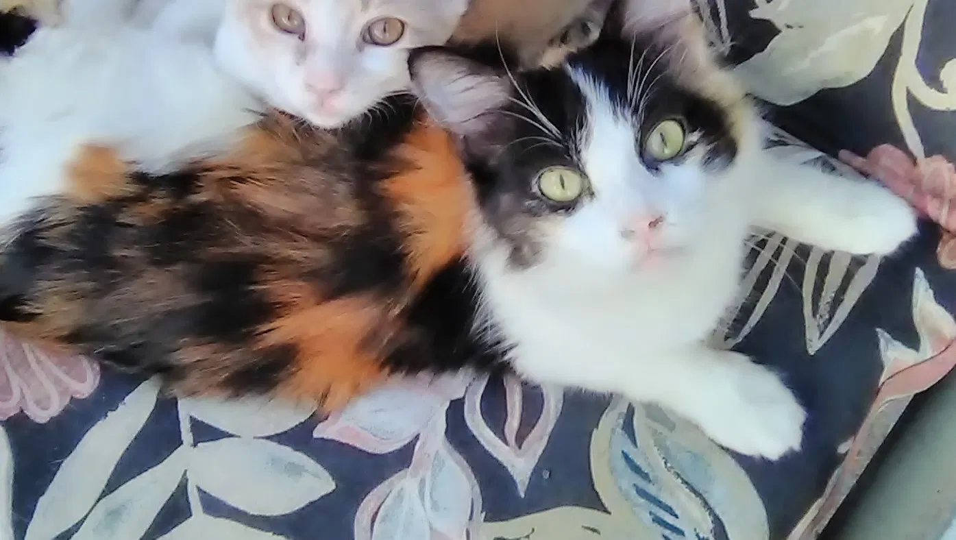 Lost cat in Mary Esther, FL, 32569