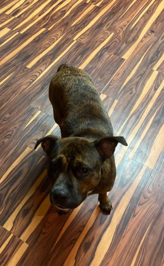 Lost dog in Nashville, TN, 37217