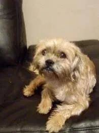 Lost dog in Leoma, TN, 38468