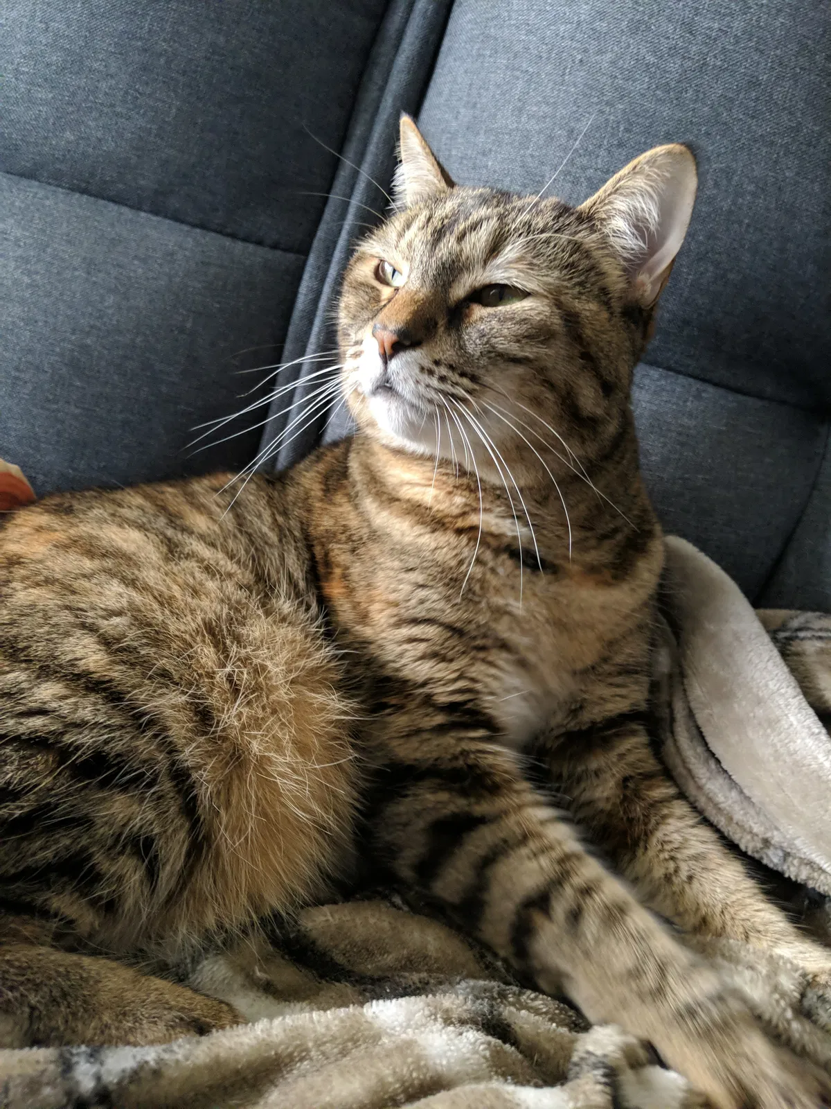 Lost cat in Pensacola, FL, 32506