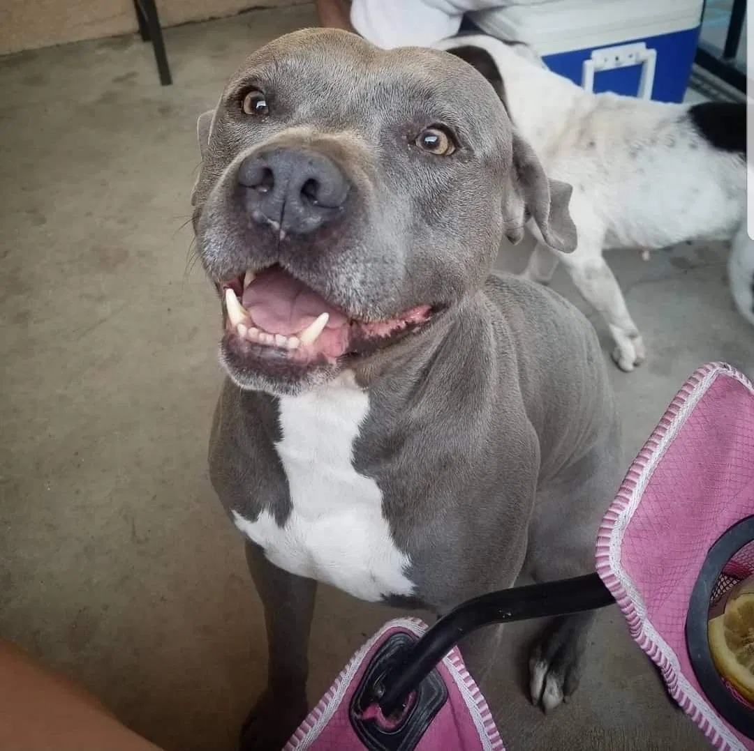 Lost dog in Fresno, CA, 93722