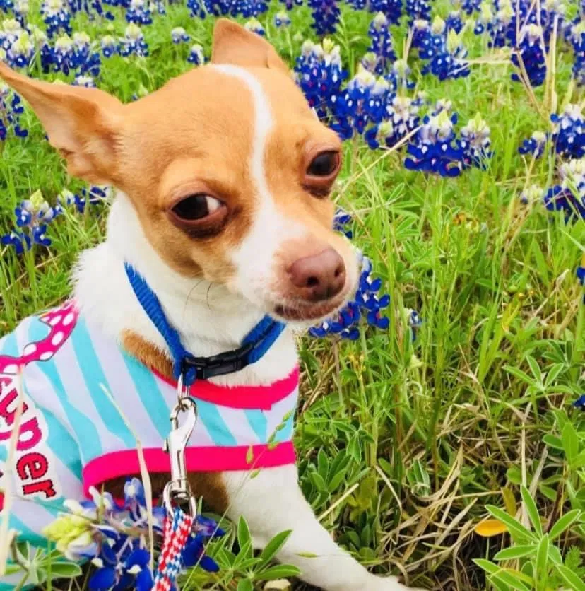 Lost dog in Abilene, TX, 79603
