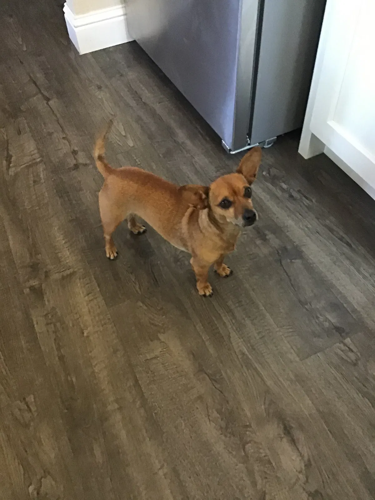 Lost dog in Modesto, CA, 95350