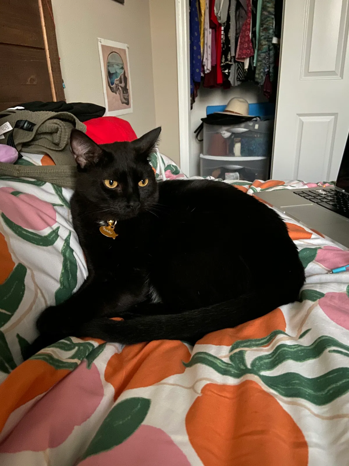Lost cat in Groveland, FL, 34736