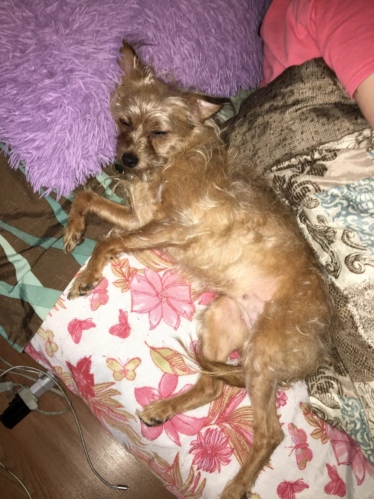 Lost dog in Binghamton, NY, 13903
