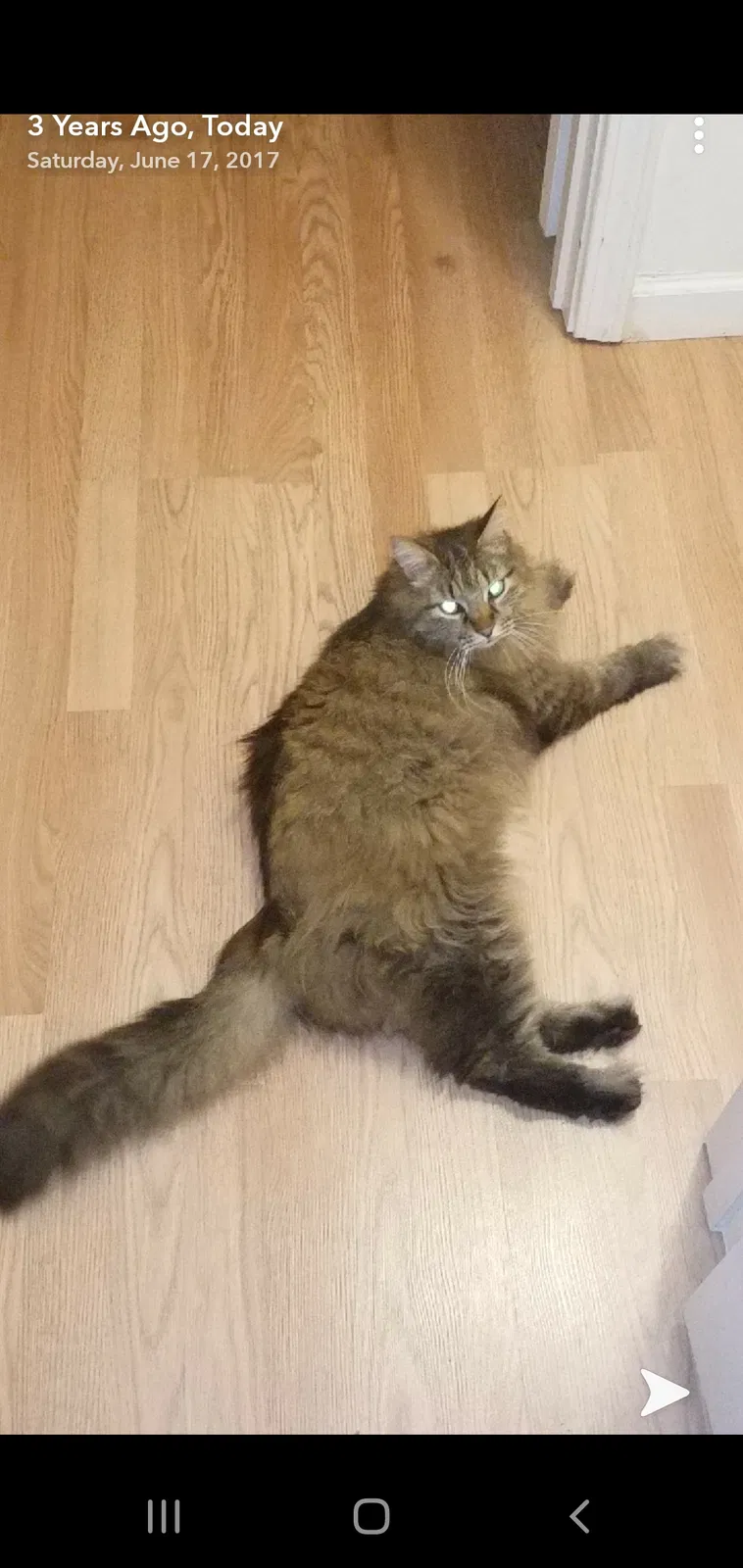 Lost cat in Mauldin, SC, 29662