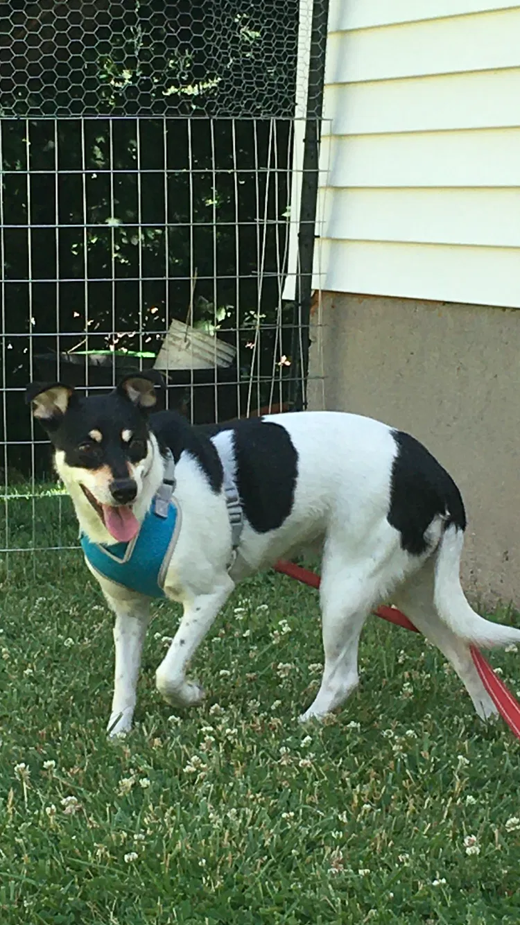 Lost dog in New Britain, CT, 6053
