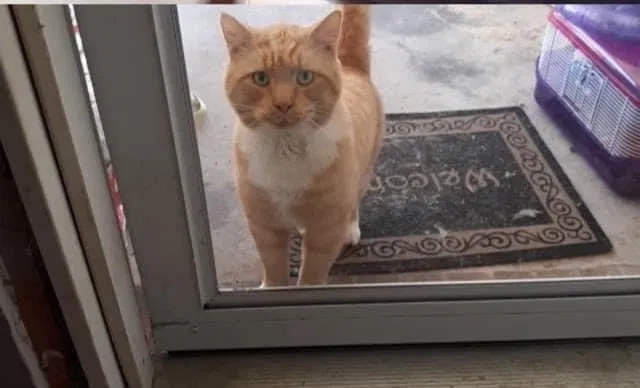Lost cat in King, NC, 27021