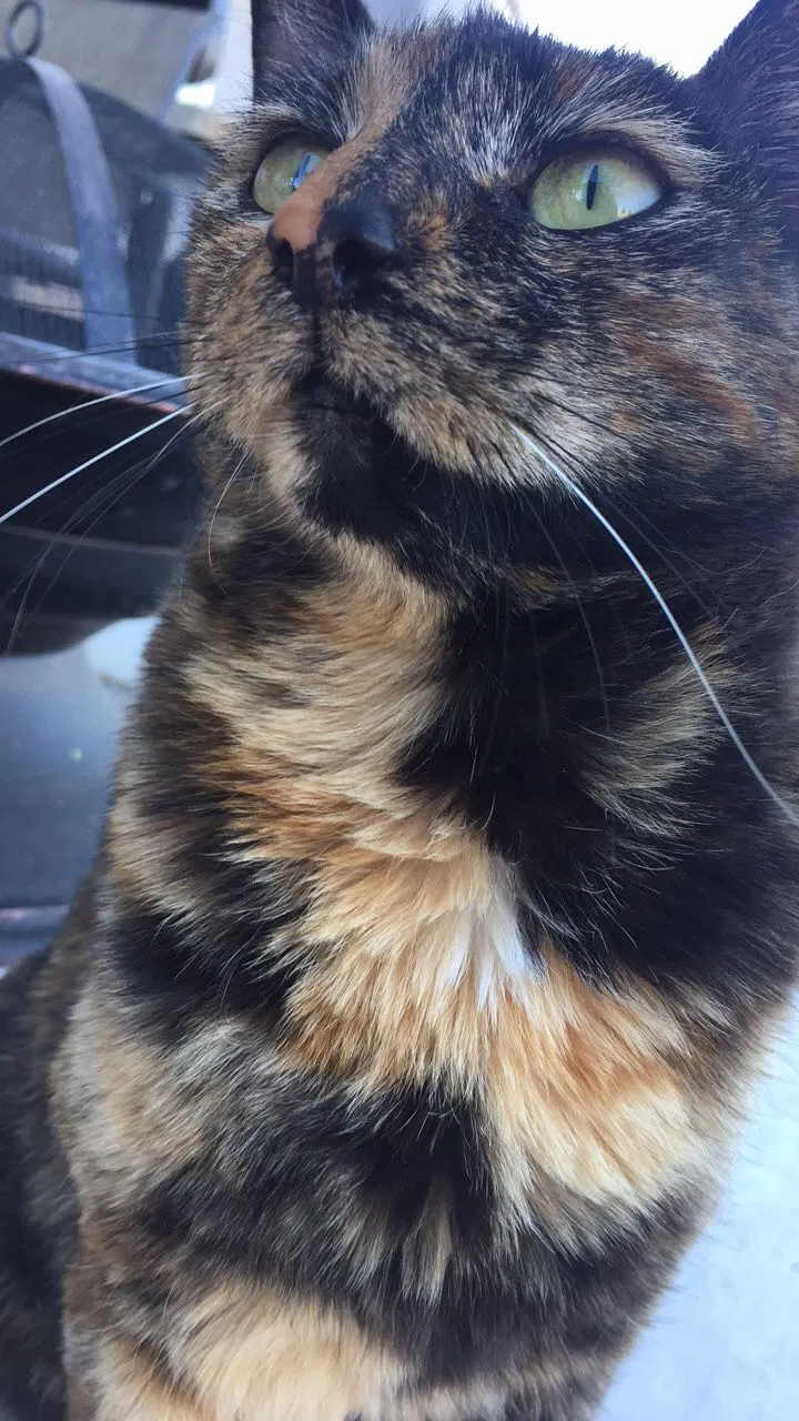 Lost cat in Saint George, UT, 84790