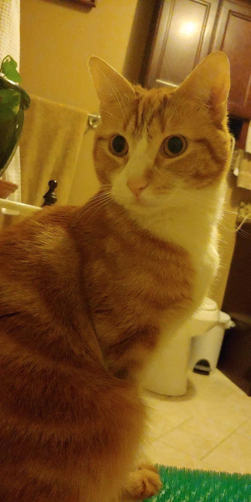 Lost cat in Worcester, MA, 1607