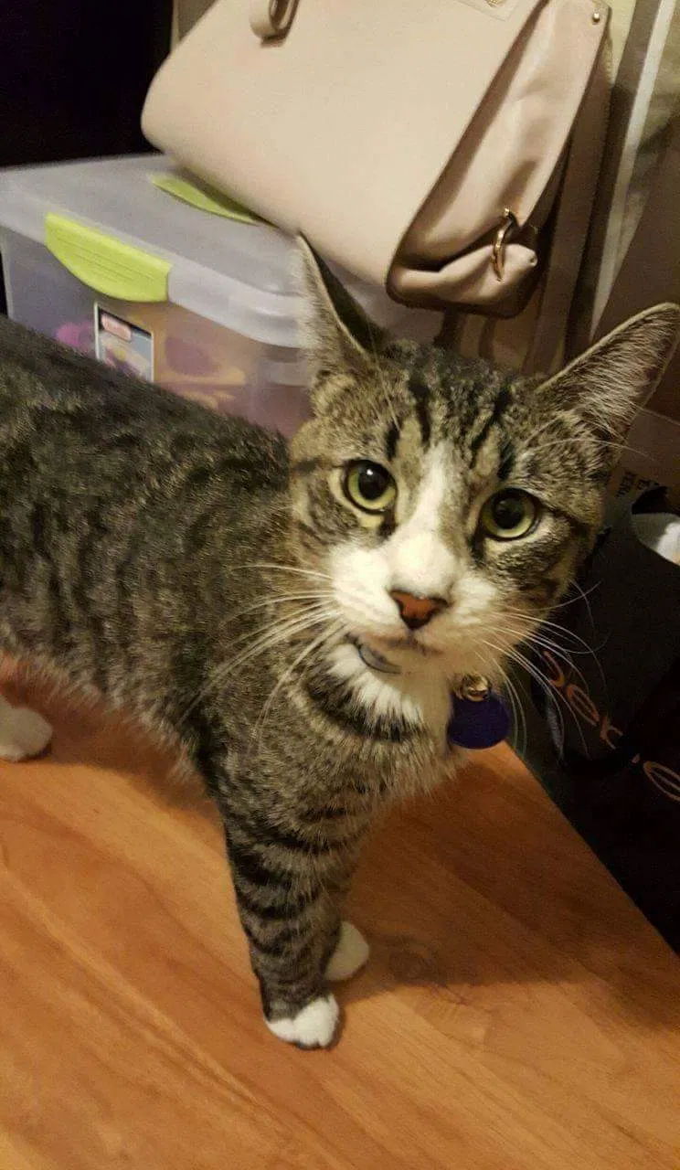Lost cat in Garden Grove, CA, 92844